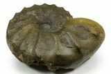 Triassic Ammonite (Ceratites sublaevigatus) Fossil - Germany #351233-1